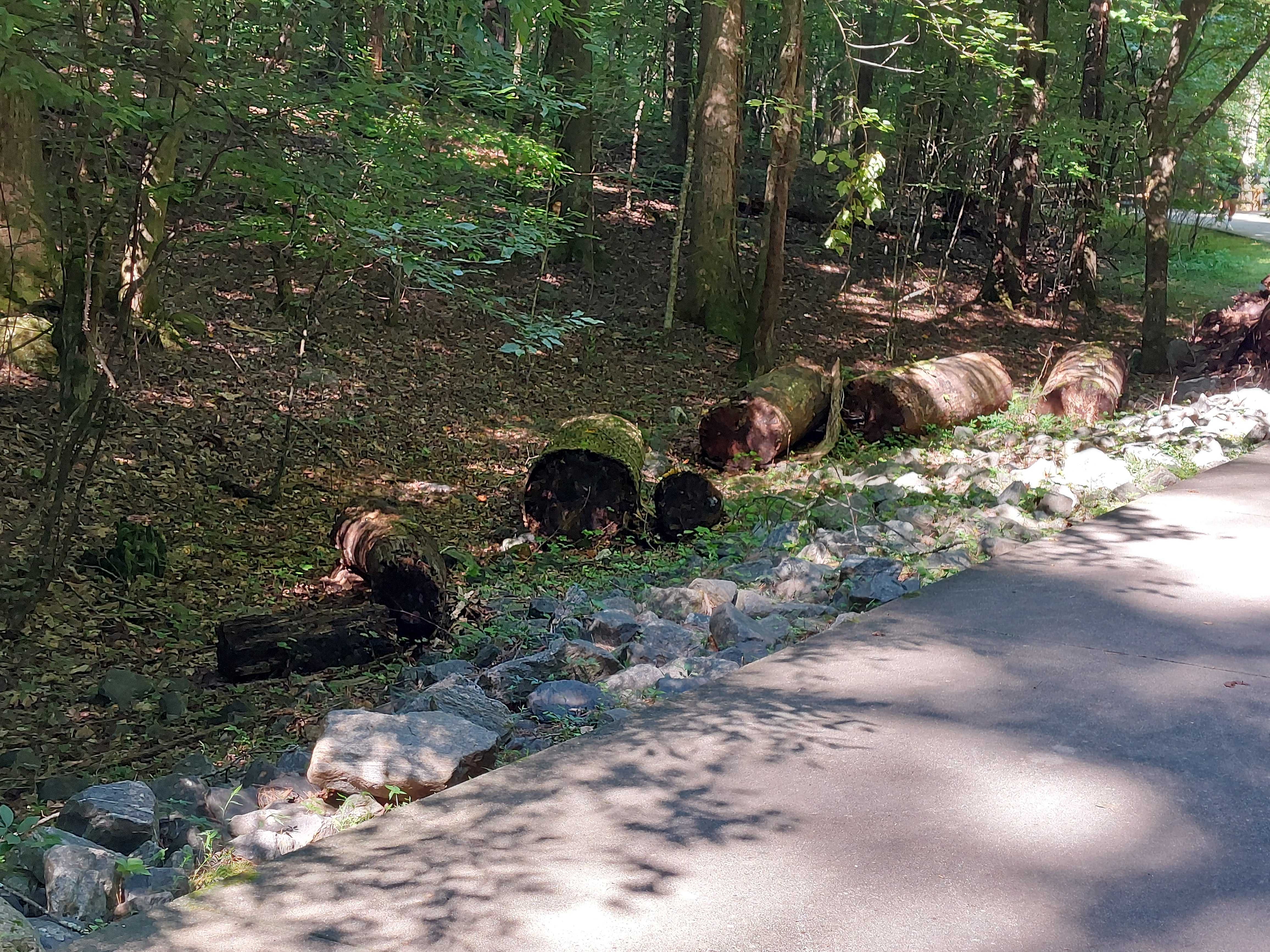 Logs marking the edge of the trail