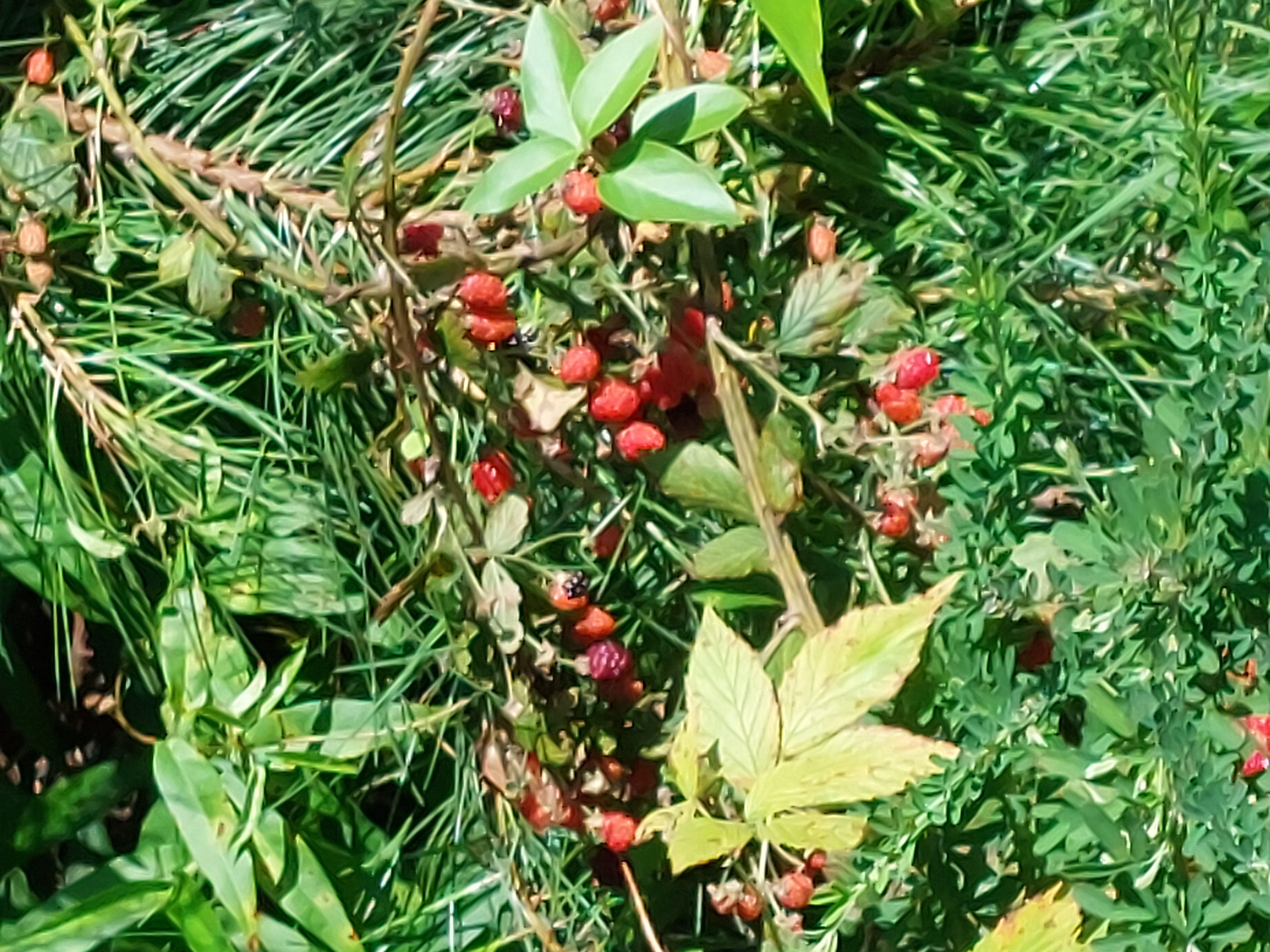 A berry bush growing next to the trail