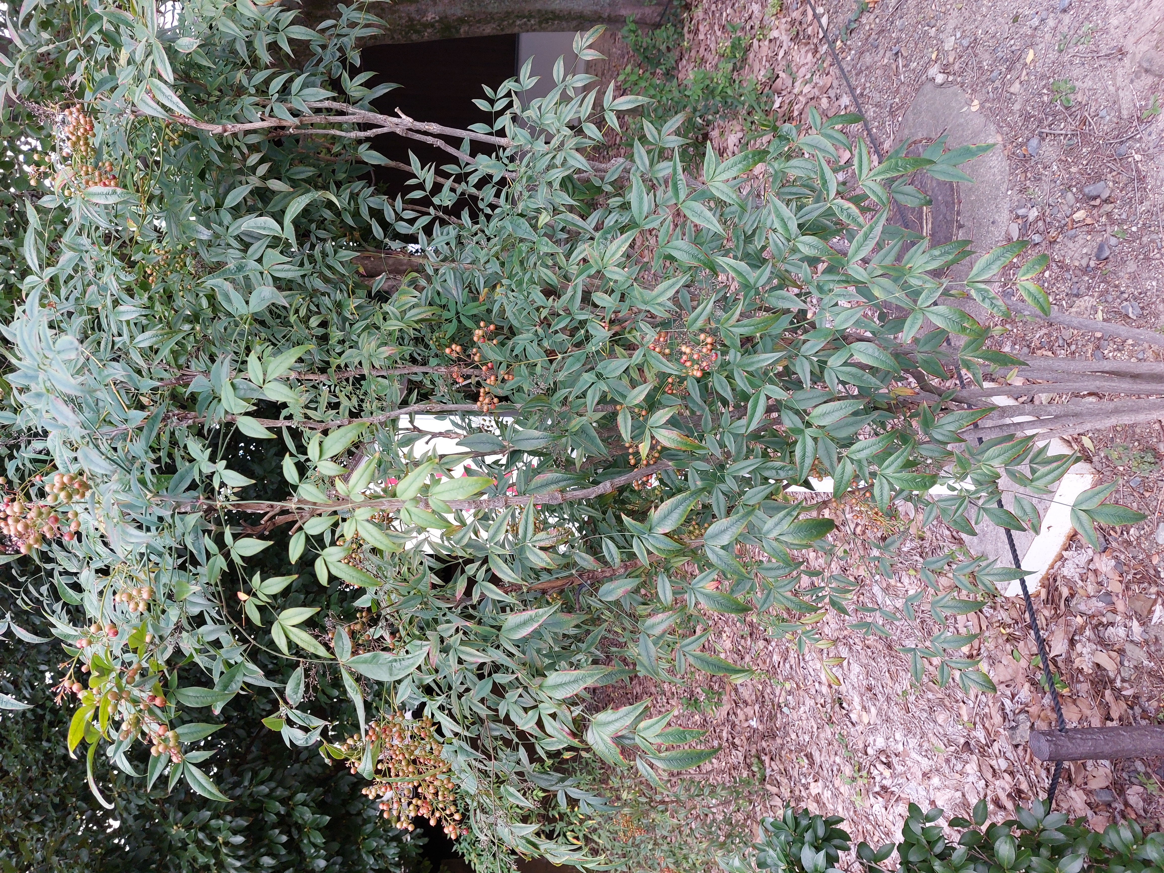 三十三間堂のなんてん