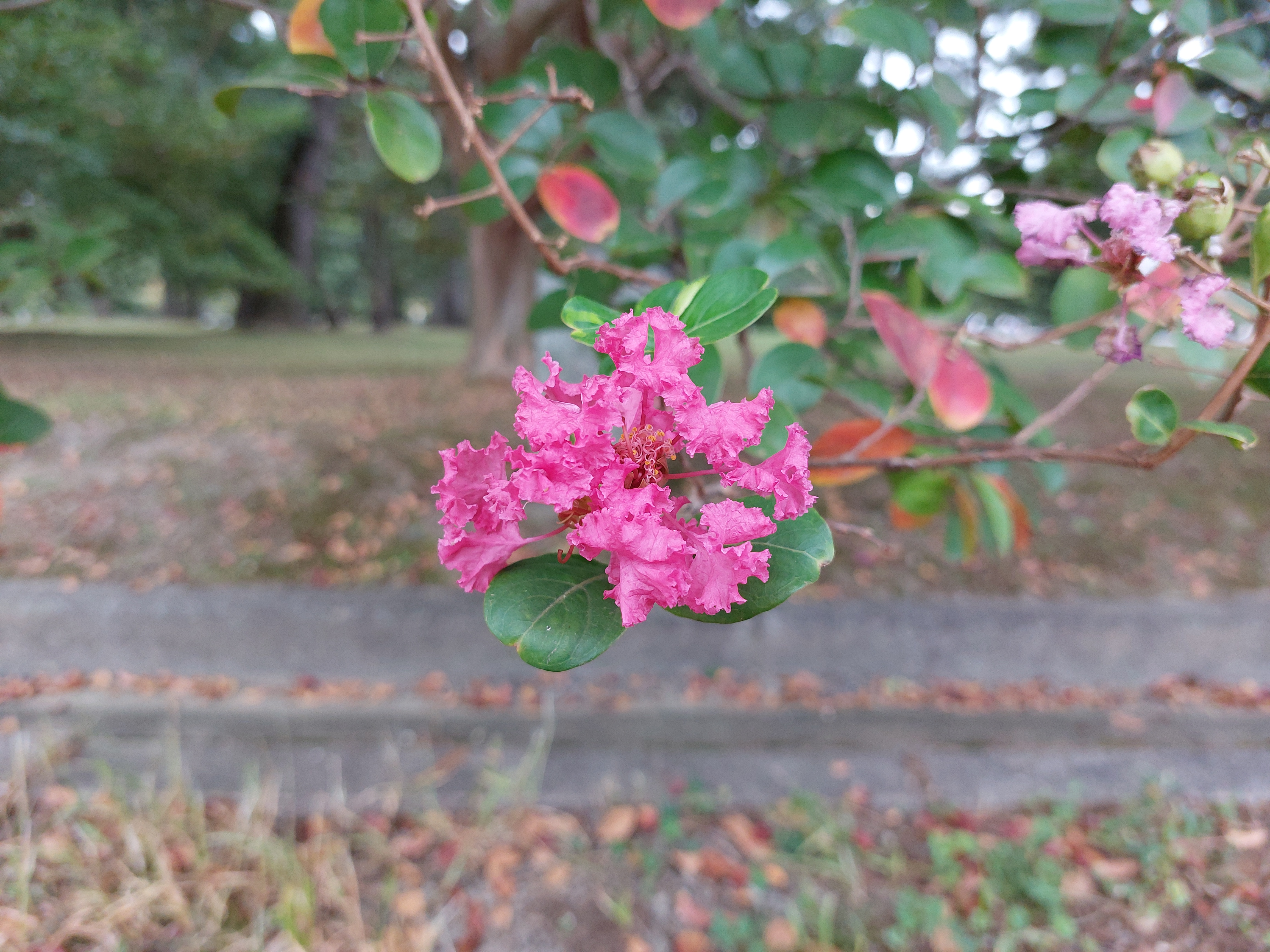 京都御苑の百日紅
