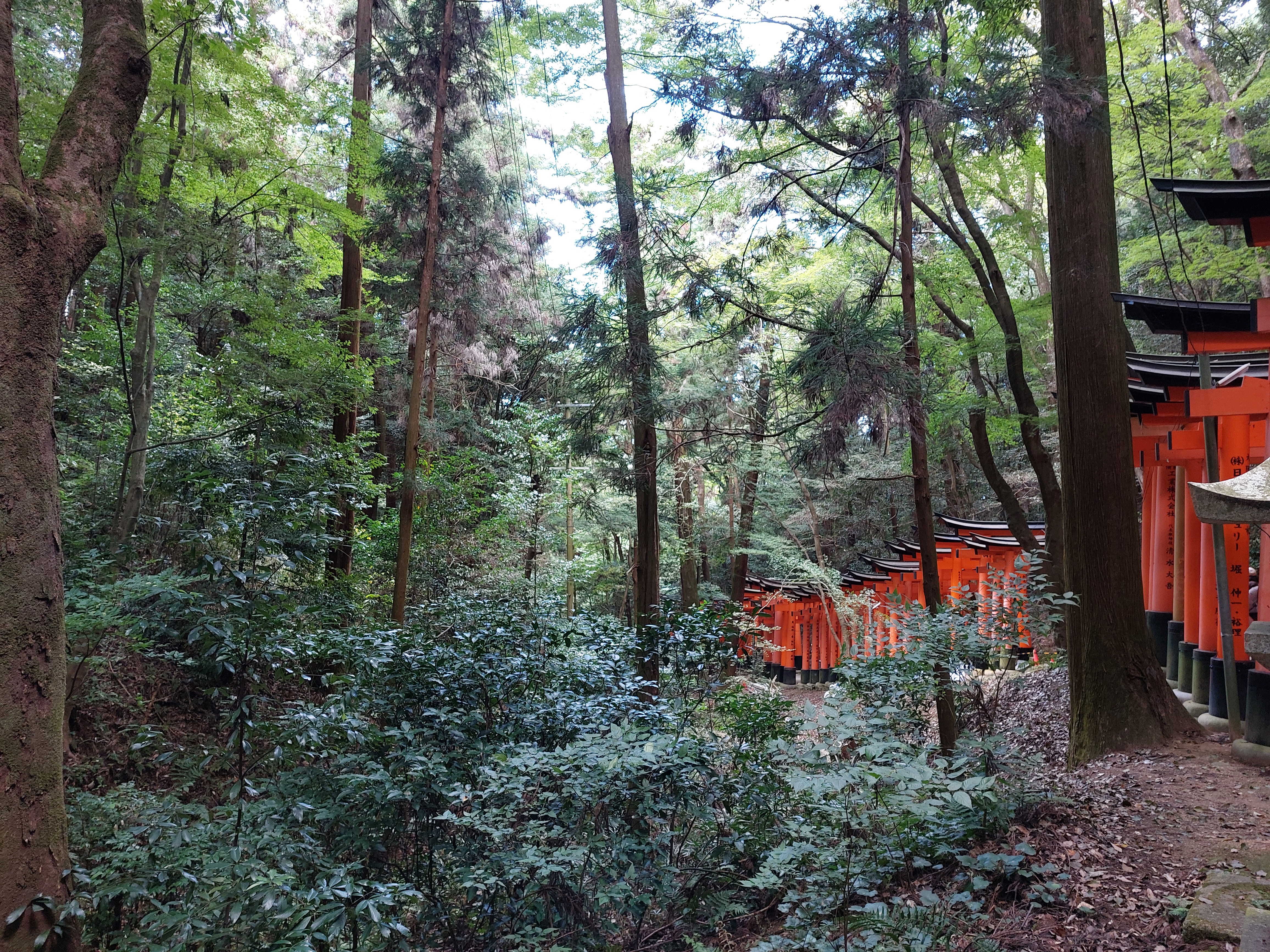 伏見稲荷大社の鳥居