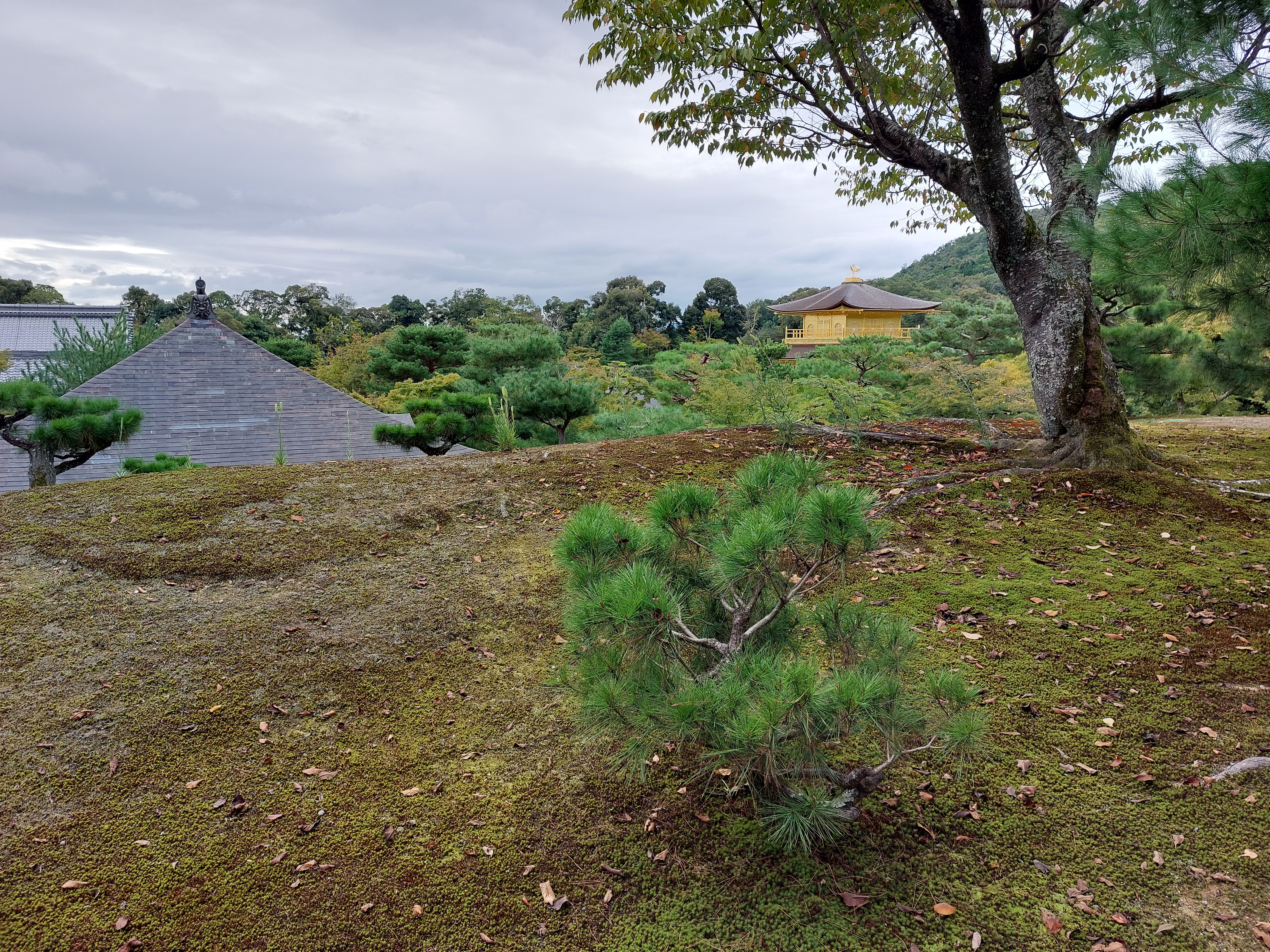 金閣寺遠いから眺め