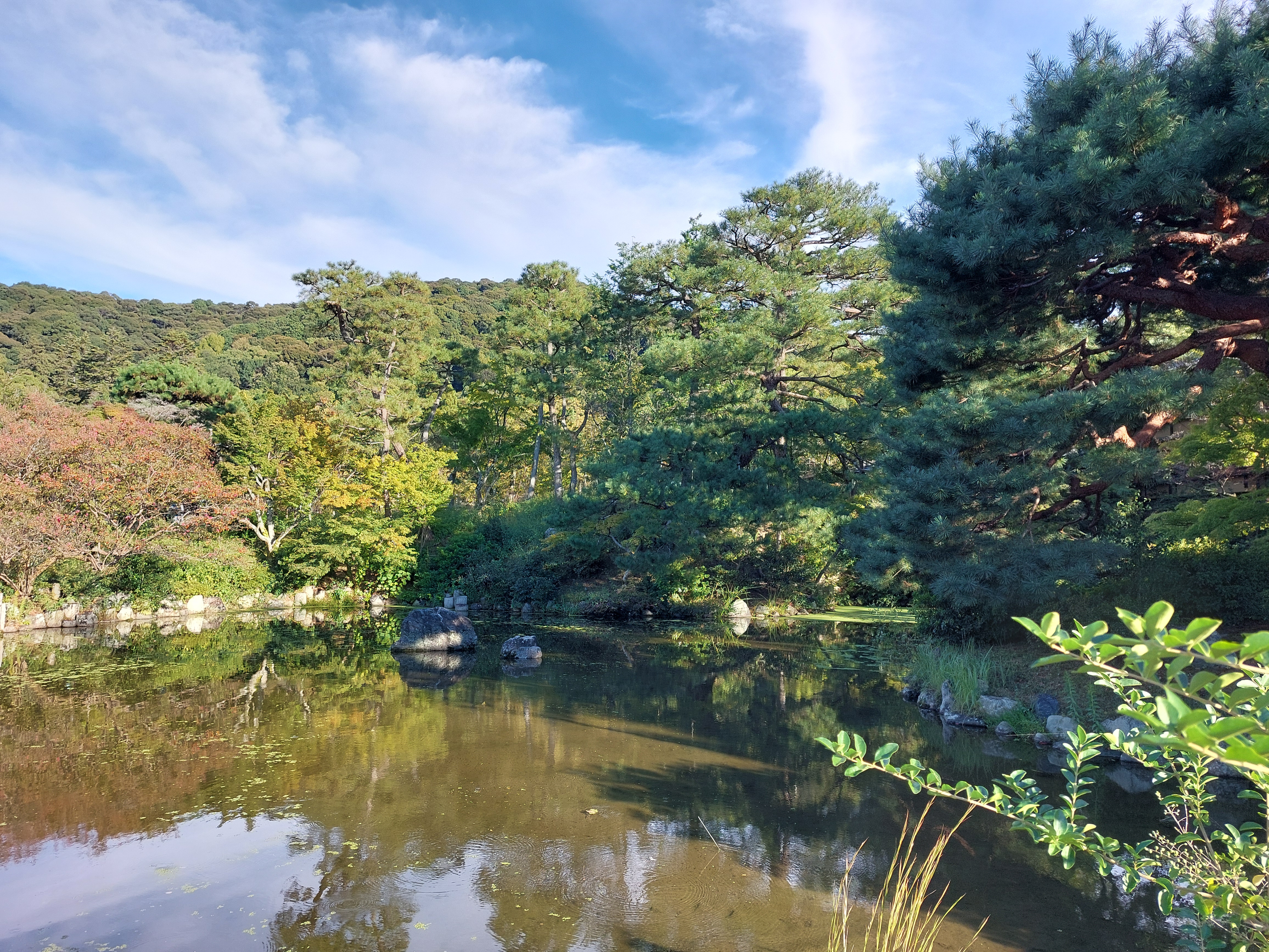 円山公園の池